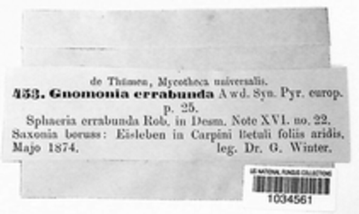 Apiognomonia errabunda image